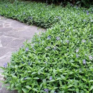 Vinca Minor Live Plant Set - 2 Evergreen Groundcover - 4