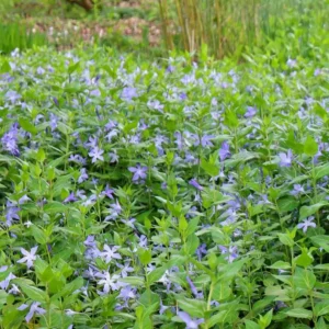 Vinca Minor Live Plant Set - 2 Evergreen Groundcover - 4