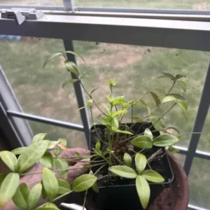 Vinca Minor Live Plant Set - 2 Evergreen Groundcover - 4