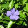 Vinca Minor Periwinkle Live Plant - Hardy Groundcover, 3.5-inch Pot - Image 1
