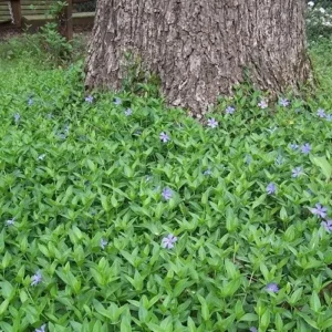 Vinca Minor Periwinkle Live Plant - Hardy Groundcover, 3.5-inch Pot - Image 2