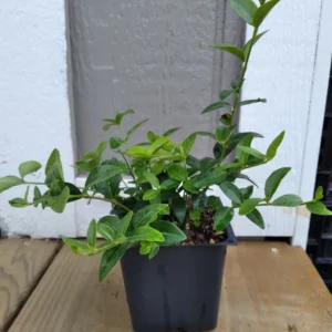 Vinca Minor Periwinkle Live Plant - Hardy Groundcover, 3.5-inch Pot - Image 4