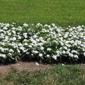 Vinca Pacifica XP White Seeds - 500 Seeds - Annual Flowering Periwinkle - Image 1