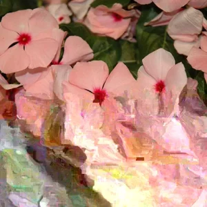 Vinca Sunsplash Apricot GL Seeds - 1000 Periwinkle Flower Seeds - Pink Blooms - Image 2