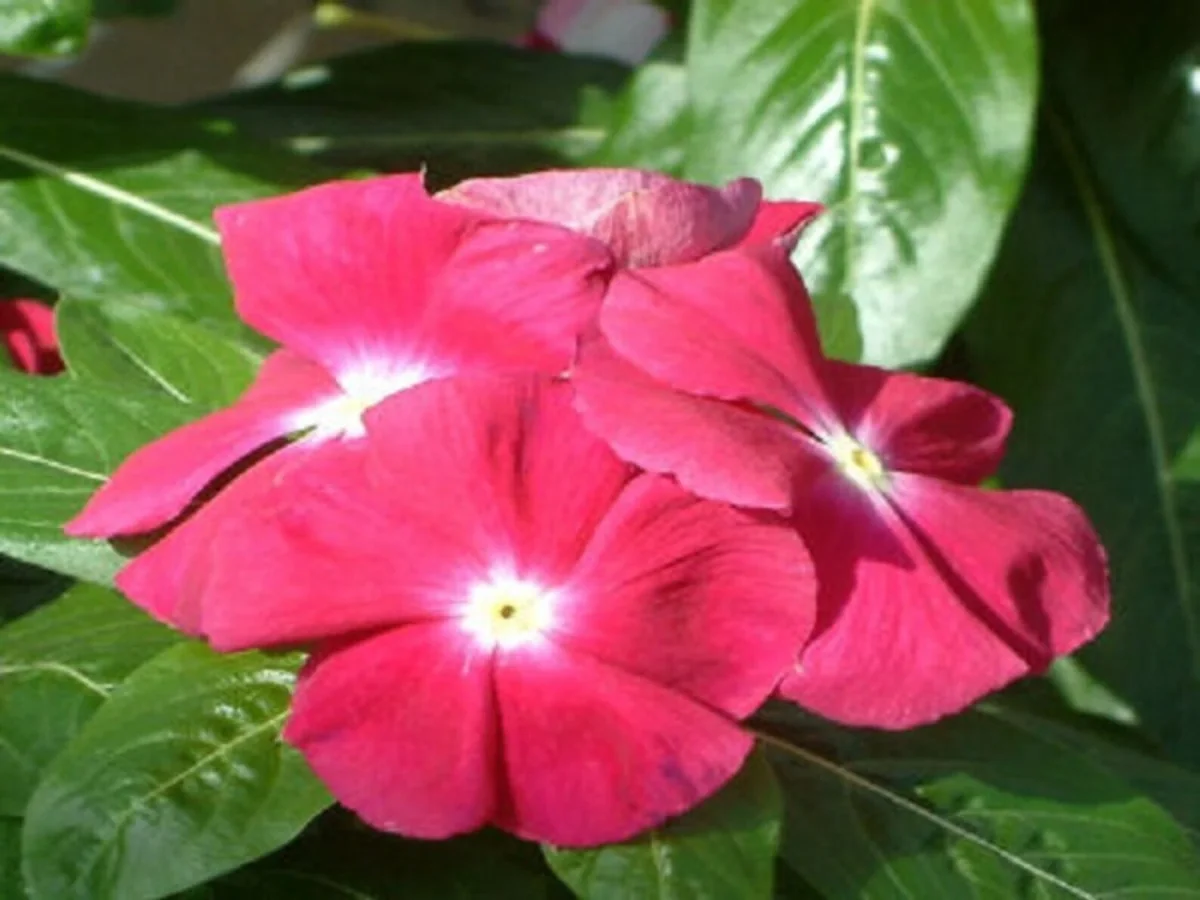 Vinca Sunsplash Cherry Seeds - 1000 Seeds - Red Flowering Annual - Image 2