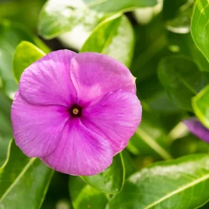 Vinca Sunsplash Deep Pink Seeds - 500 Count - Annual Flowering Outdoor - Image 1