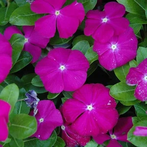 Vinca Sunsplash Orchid Flower Seeds - 500 Count - Purple Annual Outdoor - Image 1