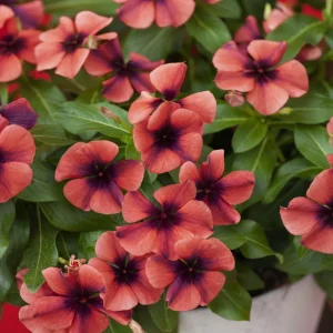 Vinca Sunsplash Papaya Seeds - 500 Count - Annual Flowering Periwinkle - Image 2