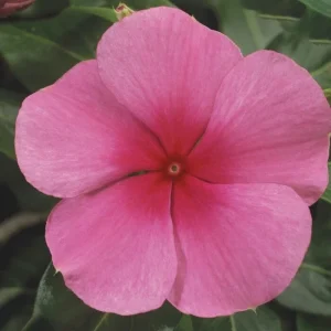 Vinca Sunstorm Rose with Eye Seeds - 100 Pink Flower Seeds Outdoor - Image 2