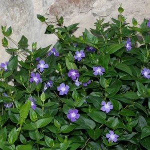 Vinca Vine (Periwinkle) Bare-root Plant – Shade-Loving Ground Cover – 3-6 Inches Tall - Image 1