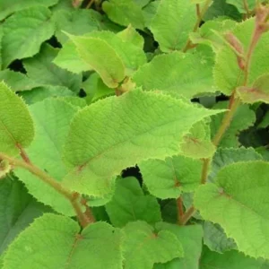 Vincent Kiwi Female Live Plant - Actinidia deliciosa 'Vincent' - Starter Plug - Image 8