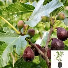 Violette de Bordeaux Fig Tree – Live Plant – 2-3 Feet Tall – Ship in 6 inch Pot - Image 1
