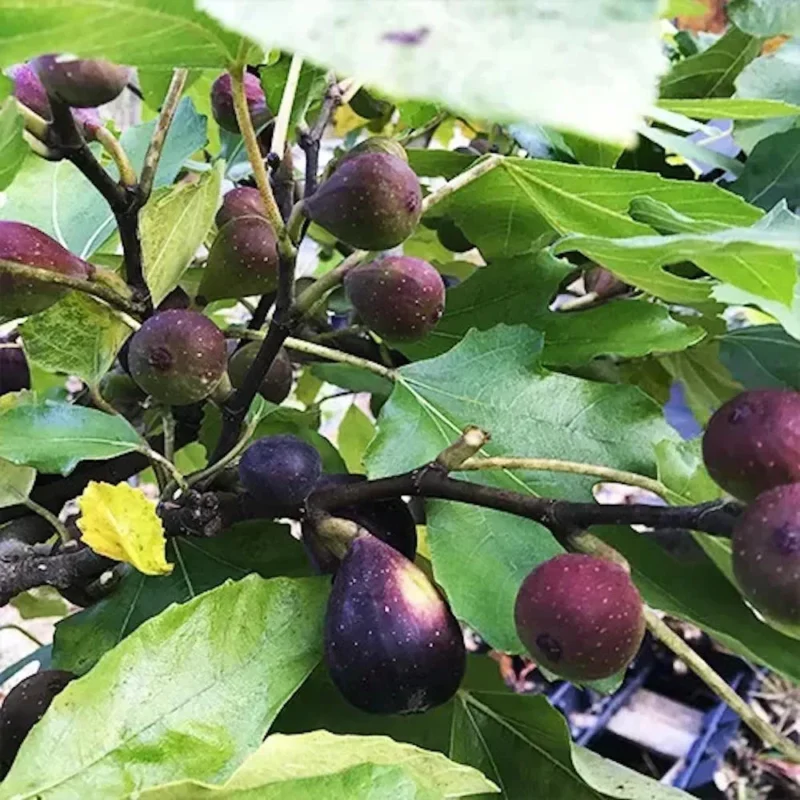 Violette de Bordeaux Fig Tree Starter Plug - Sweet Fruit