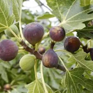 Violette de Bordeaux Fig Tree Starter Plug - Dwarf, Sweet Fruit - Image 1