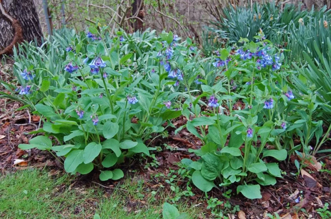 Virginia Bluebell Bare Root Plants - Set of 5 Roots - Woodland Perennial Flowers - Image 3