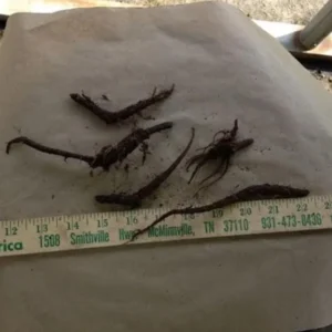 Virginia Bluebell Bare Root Plants - Set of 5 Roots - Woodland Perennial Flowers - Image 6