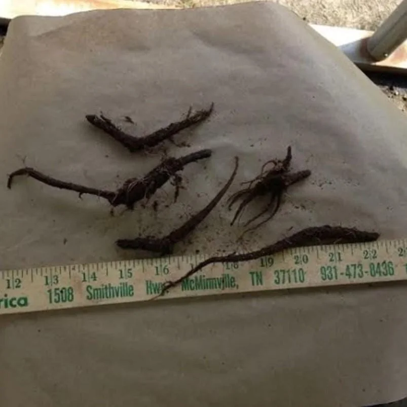 Virginia Bluebell Bare Root Plants - Set of 5 Roots - Woodland Perennial Flowers - Image 6