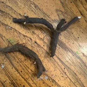 Virginia Bluebell Bare Root Plants - Set of 5 Roots - Woodland Perennial Flowers - Image 7