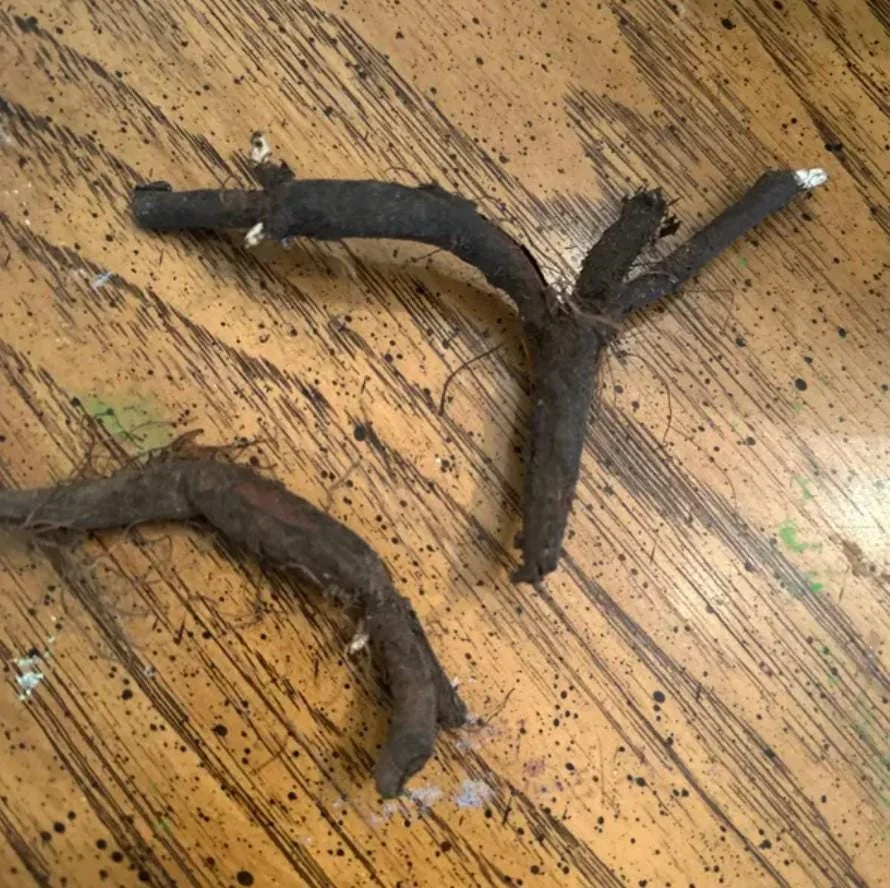 Virginia Bluebell Bare Root Plants - Set of 5 Roots - Woodland Perennial Flowers - Image 7