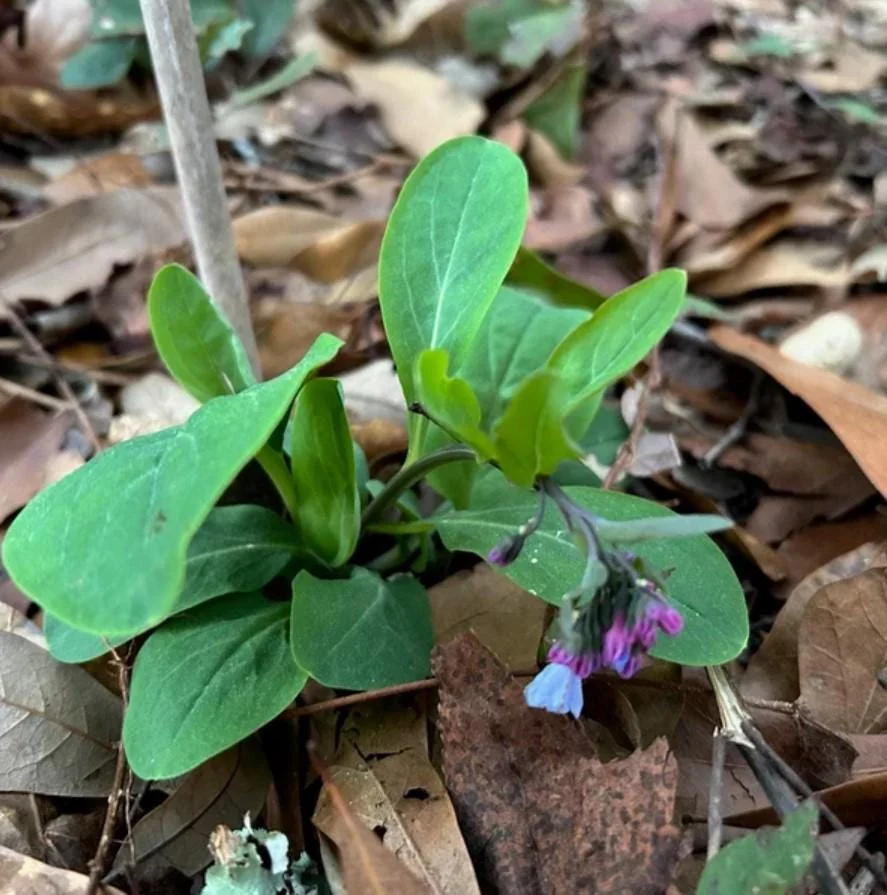 Virginia Bluebell Bare Root Plants - Set of 5 Roots - Woodland Perennial Flowers - Image 9