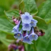 Virginia Bluebell Bare Roots - Set of 10 - Mertensia virginica Perennial Flowers - Image 1