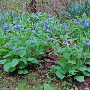 Virginia Bluebell Bare Roots - Set of 10 - Mertensia virginica Perennial Flowers - Image 3