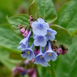 Virginia Bluebell Bare Roots - Set of 10 - Mertensia virginica Perennial Flowers - Image 1