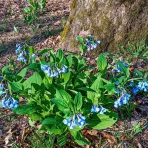 Virginia Bluebell Bare Roots - Set of 10 - Mertensia virginica Perennial Flowers - Image 5