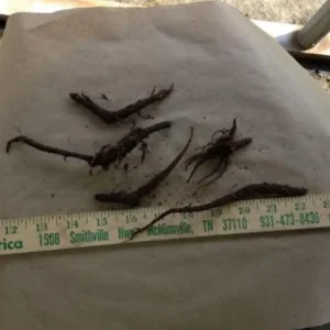 Virginia Bluebell Bare Roots - Set of 10 - Mertensia virginica Perennial Flowers - Image 6