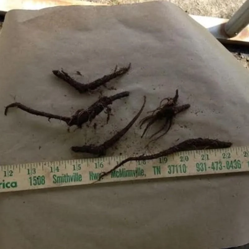 Virginia Bluebell Bare Roots - Set of 10 - Mertensia virginica Perennial Flowers - Image 6