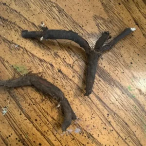 Virginia Bluebell Bare Roots - Set of 10 - Mertensia virginica Perennial Flowers - Image 7