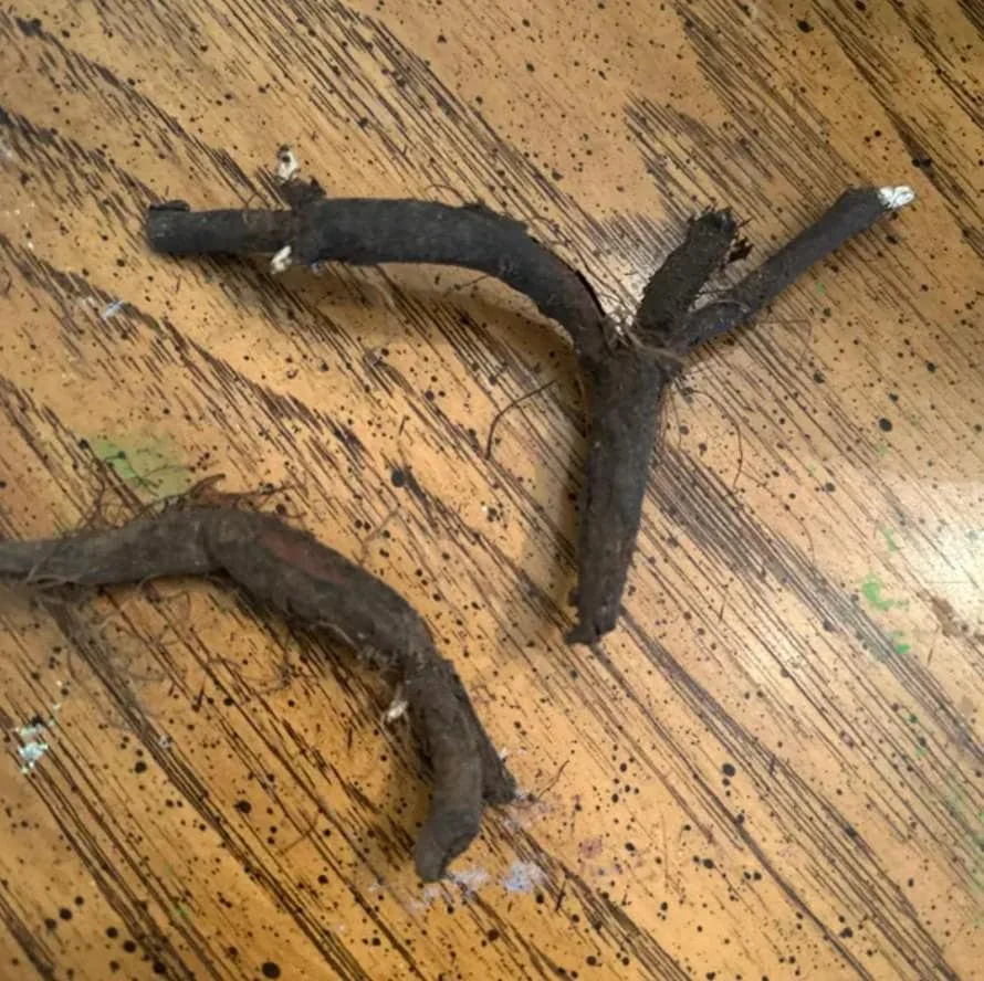 Virginia Bluebell Bare Roots - Set of 10 - Mertensia virginica Perennial Flowers - Image 7