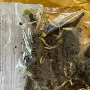 Virginia Bluebell Bare Roots - Set of 10 - Mertensia virginica Perennial Flowers - Image 8