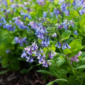 Virginia Bluebells Bulbs (Mertensia virginica) - Bare Root Perennial Flower - Image 2