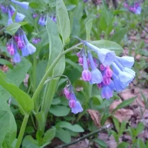 Virginia Bluebells Bulbs (Mertensia virginica) - Bare Root Perennial Flower - Image 3