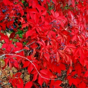 Virginia Creeper Live Plant - Perennial Hardy Vine for Wall Cover & Garden - Image 3