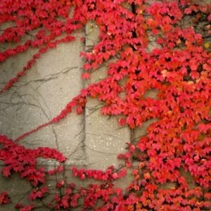 Virginia Creeper Seeds - Perennial Wall Cover Vine, Red Wall Ivy, 5 Count - Image 1