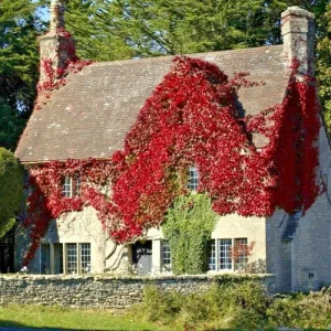 Virginia Creeper Seeds - Perennial Wall Cover Vine, Red Wall Ivy, 5 Count - Image 2
