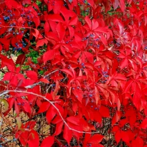 Virginia Creeper Seeds - Perennial Wall Cover Vine, Red Wall Ivy, 5 Count - Image 3