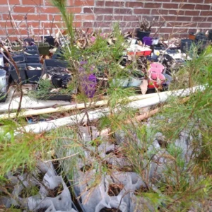 Virginia Pine Live Plant – Pinus virginiana – 10 Inches Tall – Outdoor Tree - Image 2