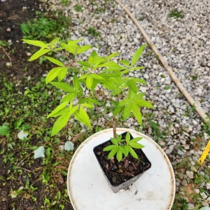 Vitex Chaste Tree Live Plant – 2 Pack – 4 inch Container – Outdoor Shrub - Image 4