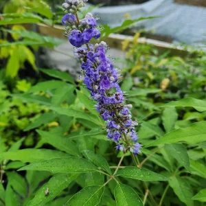 Vitex Chaste Tree Live Plant – 2 Pack – 4 inch Container – Outdoor Shrub - Image 6