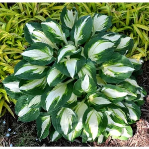 Vulcan Hosta Bareroot Plant - Variegated Foliage, Shade Loving Perennial - Image 1