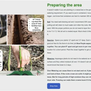Walker Deluxe F1 Asparagus Crowns - 10 Count, 2 Year Old Live Plants for Fall Planting - Image 2