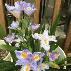 Walking Iris Live Plant – Eco Easter Fringed Iris, Purple Flowers – 3 Bare Root Rhizomes – Outdoor Perennial - Image 1
