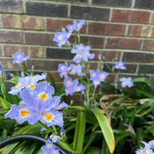 Walking Iris Live Plant – Eco Easter Fringed Iris, Purple Flowers – 3 Bare Root Rhizomes – Outdoor Perennial - Image 4