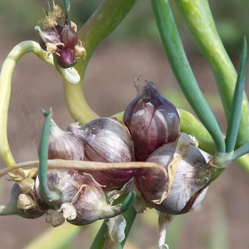 Walking Onion Live Plant – Egyptian Onion – Perennial – 4 Inch Pot - Image 4