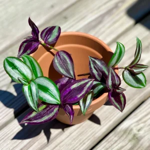 Wandering Jew Cuttings - 2 Live Indoor Plant Varieties - Purple & Silver - Image 2