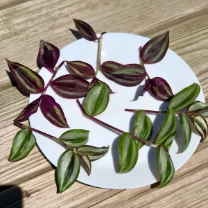 Wandering Jew Cuttings - 2 Live Indoor Plant Varieties - Purple & Silver - Image 3