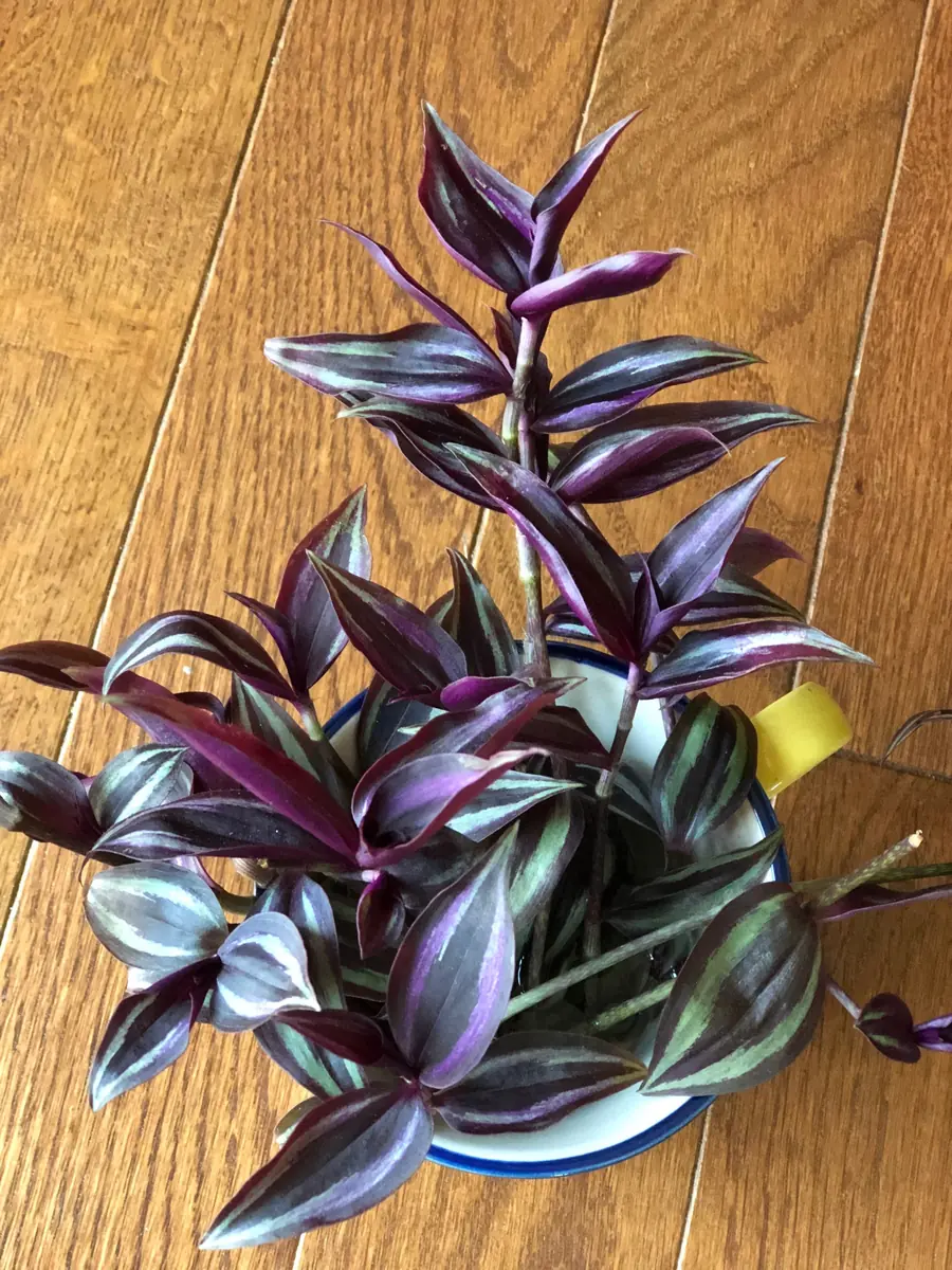 Wandering Jew Cuttings - Purple Pink Variegated Foliage - Easy Care Houseplant - 2 inch - Image 2
